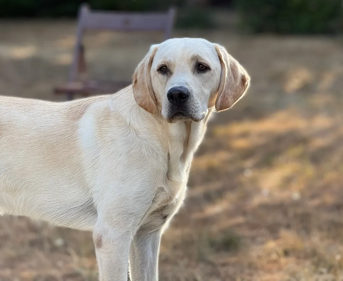 A yellow Labrador in a sunny garden, looking straight at the camera